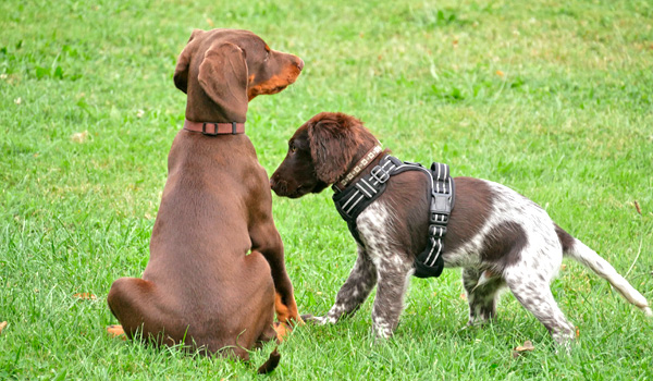 Hundeerziehung bei Zufriedene Hunde