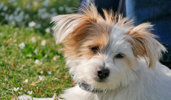 Hundeerziehung bei Zufriedene Hunde Hundeerziehung bei Zufriedene Hunde