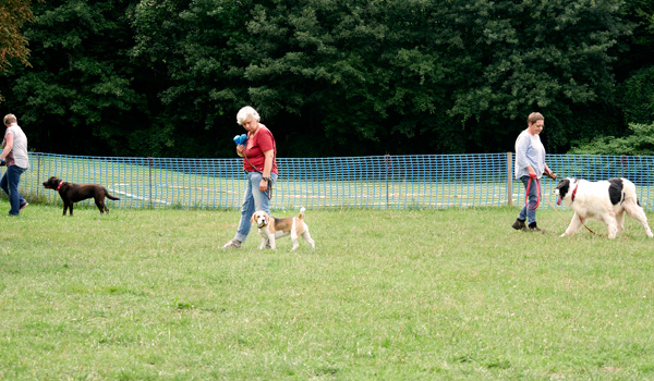 Welpenschule für Emmerich, Kleve, Rees, Kalkar Welpenschule Welpenspielgruppe Hundeschule Zufriedene Hunde