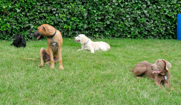 Welpenschule für Emmerich, Kleve, Rees, Kalkar Welpenschule Welpenspielgruppe Hundeschule Zufriedene Hunde
