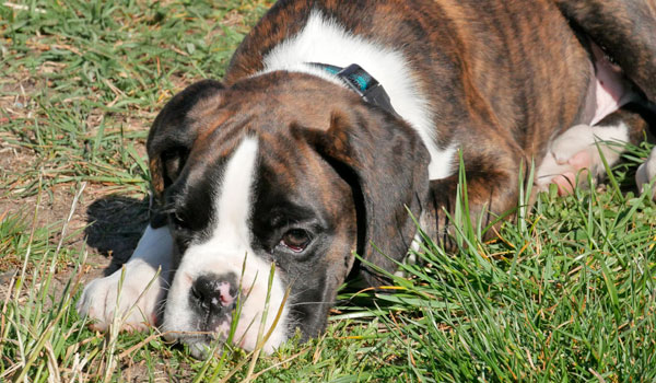 Hundeerziehung bei Zufriedene Hunde