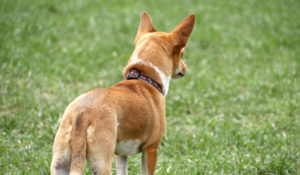 Problemhundetraining Hundetraining in der Hundeschule Zufriedene Hunde