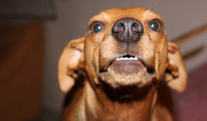 Hundetraining in der Hundeschule Zufriedene Hunde