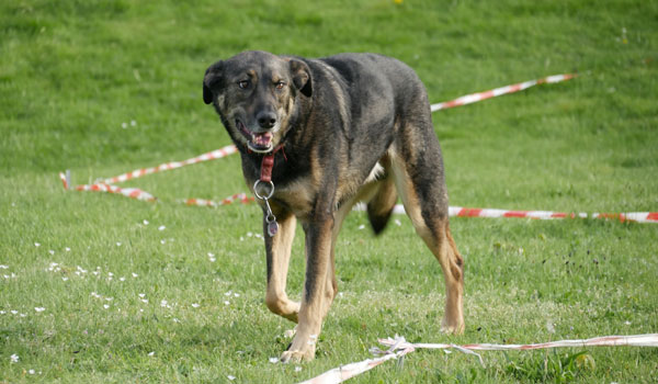 Longierkurs Körpersprachliches Longieren in der Hundeschule Zufriedene Hunde