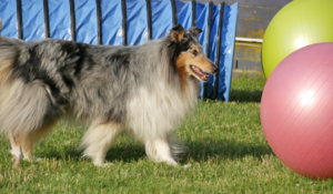 Treibballtraining in der Hundeschule Zufriedene Hunde