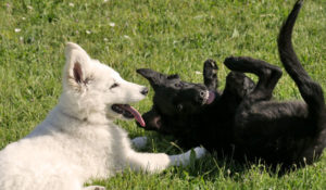 Welpenspielgruppe Zufriedene Hunde