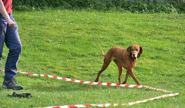 Körpersprachliches Longieren bei Zufriedene Hunde Körpersprachliches Longieren in der Hundeschule Zufriedene Hunde