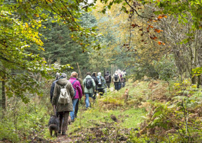 Hundewanderungen in Kleve im Reichswald, Gruppenspaziergang mit Hunden mit der Hundeschule Zufriedene Hunde