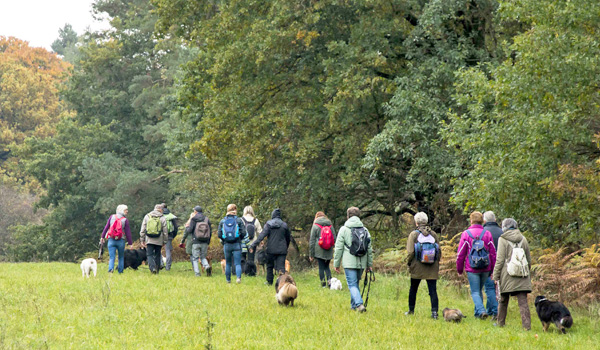 Hundewanderungen in Kleve im Reichswald, Gruppenspaziergang mit Hunden mit der Hundeschule Zufriedene Hunde