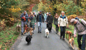 Hundewanderungen in Kleve im Reichswald, Gruppenspaziergang mit Hunden mit der Hundeschule Zufriedene Hunde