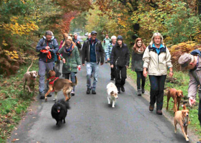 Hundewanderungen in Kleve im Reichswald, Gruppenspaziergang mit Hunden mit der Hundeschule Zufriedene Hunde