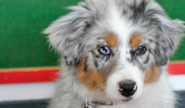 Welpenerziehung Zufriedene Hunde Welpenerziehung Zufriedene Hunde