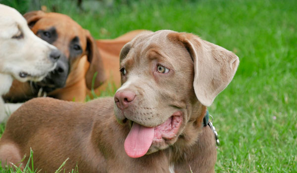 Junghunde bei Zufriedene Hunde in Emmerich