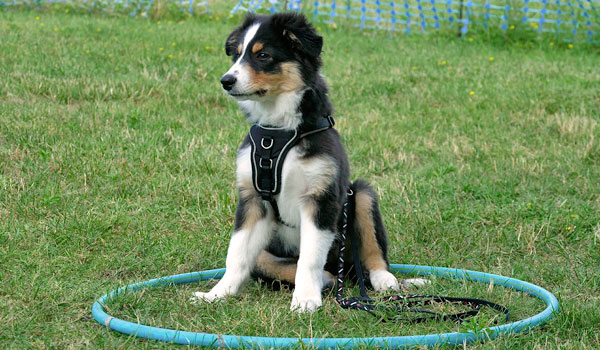 Welpenerziehung Hundeschule Zufriedene Hunde Welpenerziehung Hundeschule Zufriedene Hunde