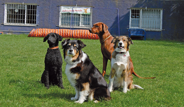 Gruppentraining Zufriedene Hunde