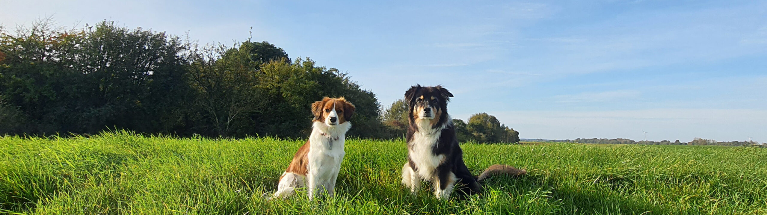 Hundeschule Gerwin Jeltsch Zufriedene Hunde