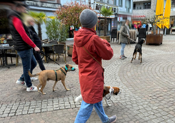 Lernspaziergang in Kleve Stadt Lernspaziergang in Kleve Hundeschule Zufriedene Hunde