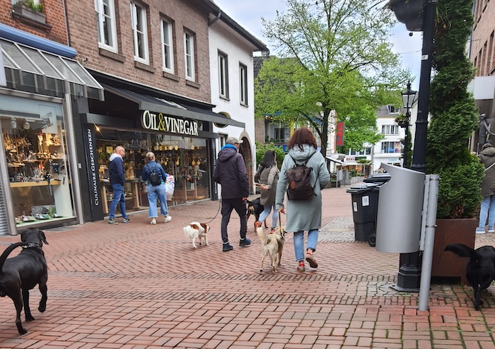 Alltagstraining2026 Alltagstraining mit Hund in Kleve in der Hundeschule Zufriedene Hunde