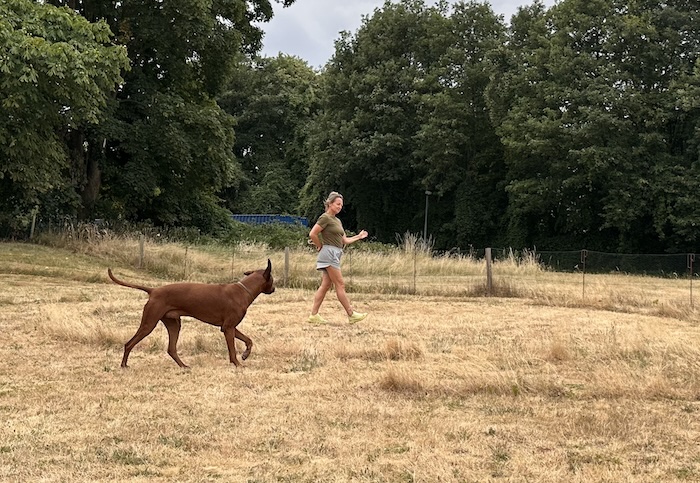 Körpersprachliches Longieren in der Hundeschule Zufriedene Hunde