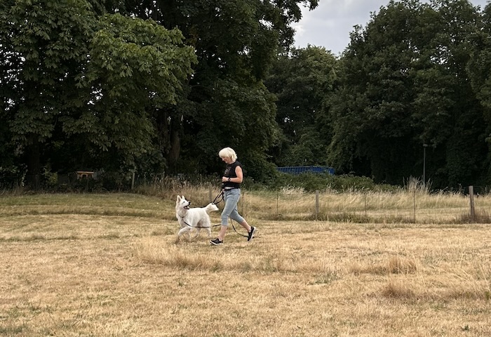 Körpersprachliches Longieren in der Hundeschule Zufriedene Hunde